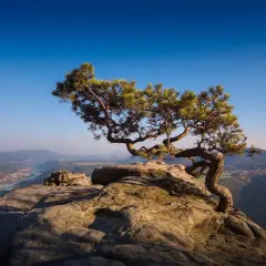 Ein einsamer Baum auf Felsen thront über einem malerischen Tal mit Fluss und Dorf. Ein perfektes Motiv für Reiseziele Ostdeutschland.