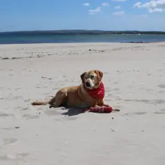 Ein Labrador mit rotem Halstuch liegt am breege strand neben seinem Spielzeug.