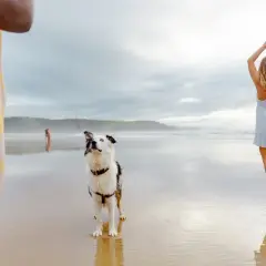 Ein Hund genießt den Urlaub am Strand, während zwei Frauen im Wasser spielen.