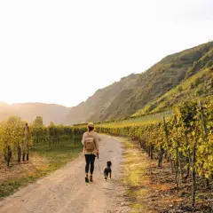 Frau mit Hund genießt das Wandern in Cochem durch sonnendurchflutete Weinberge am Hang.