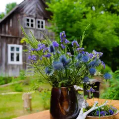 Ein Strauß blauer Disteln und lila Blüten vor einem alten Holzhaus im Spreewald. Perfekt für Ausflugsziele Spreewald.