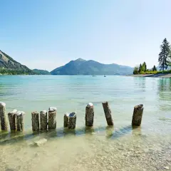 Holzpfähle ragen aus dem klaren Wasser des Walchensees in Bayern. Berge und Bäume säumen das Ufer unter blauem Himmel.