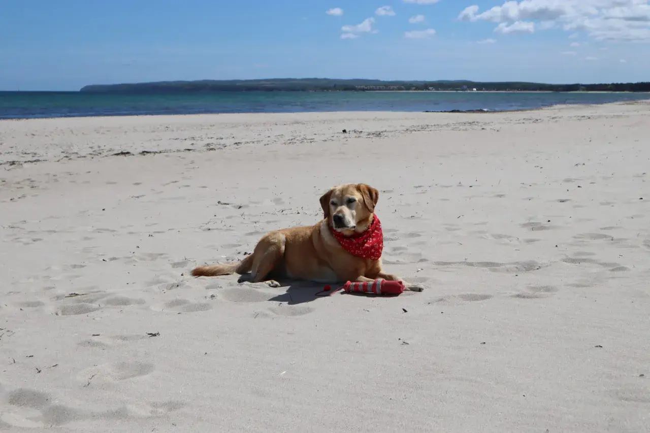 Ein Labrador mit rotem Halstuch liegt am breege strand neben seinem Spielzeug.
