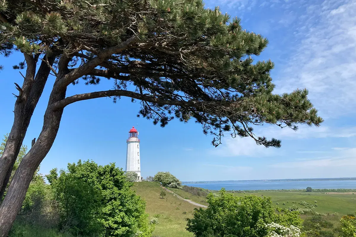 Leuchtturm Dornbusch auf Hiddensee, ein Wahrzeichen der Insel. Grüne Wiesen und Bäume umgeben diesen malerischen Ort.