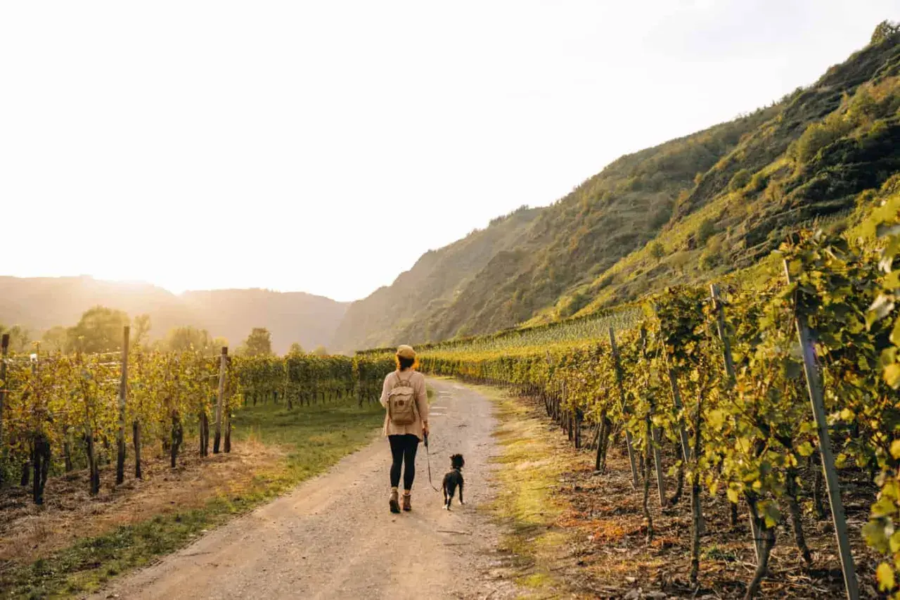 Frau mit Hund genießt das Wandern in Cochem durch sonnendurchflutete Weinberge am Hang.