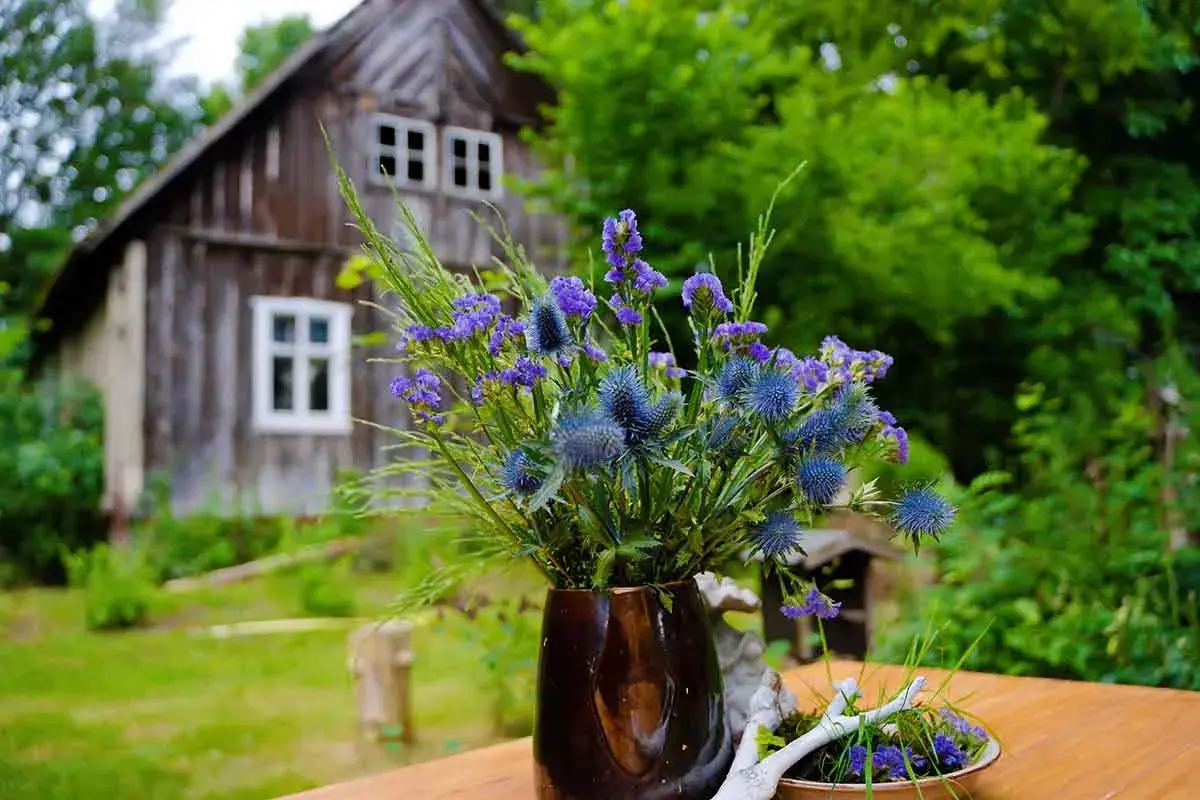 Ein Strauß blauer Disteln und lila Blüten vor einem alten Holzhaus im Spreewald. Perfekt für Ausflugsziele Spreewald.
