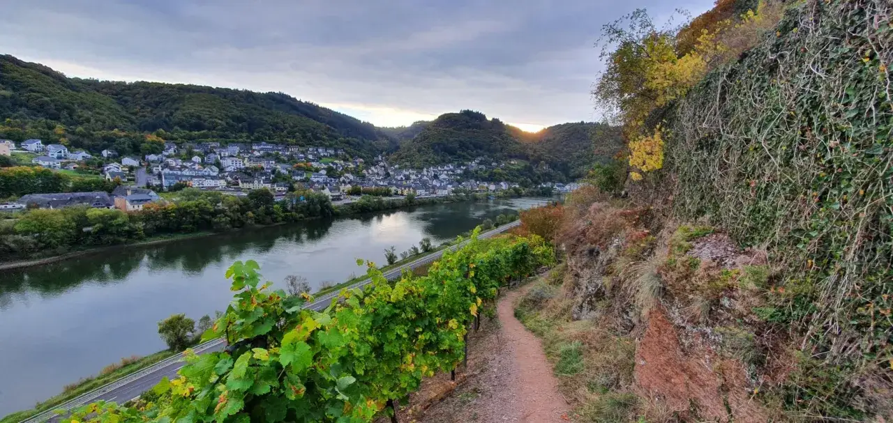 Ein malerischer Panoramaweg Cochem führt durch Weinberge mit Blick auf die Mosel und die Stadt.