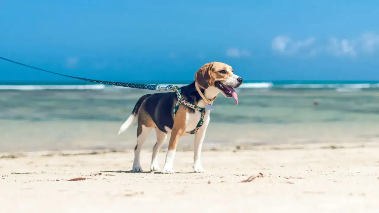 Beagle genie&szlig;t den Urlaub mit Hund am Strand. Sonnenschein, blauer Himmel und das Meer im Hintergrund.