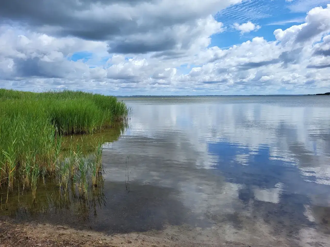 Grüner Schilfgürtel am Ufer des Ummanz Strandes, spiegelnde Wasserfläche mit Wolkenhimmel.
