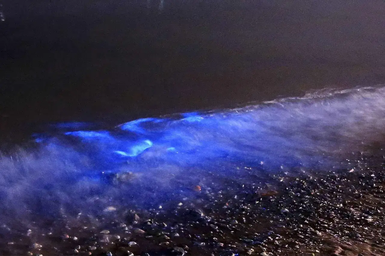Ein leuchtendes Meer bei Nacht. Wellen brechen in einem magischen Blau auf einem Kiesstrand.